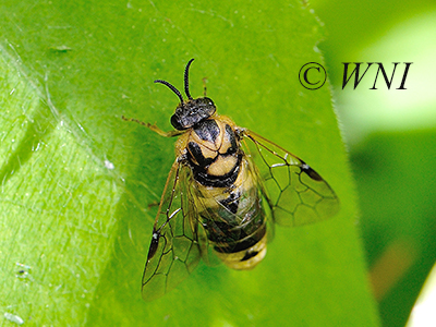 Introduced Pine Sawfly (Diprion similis)
